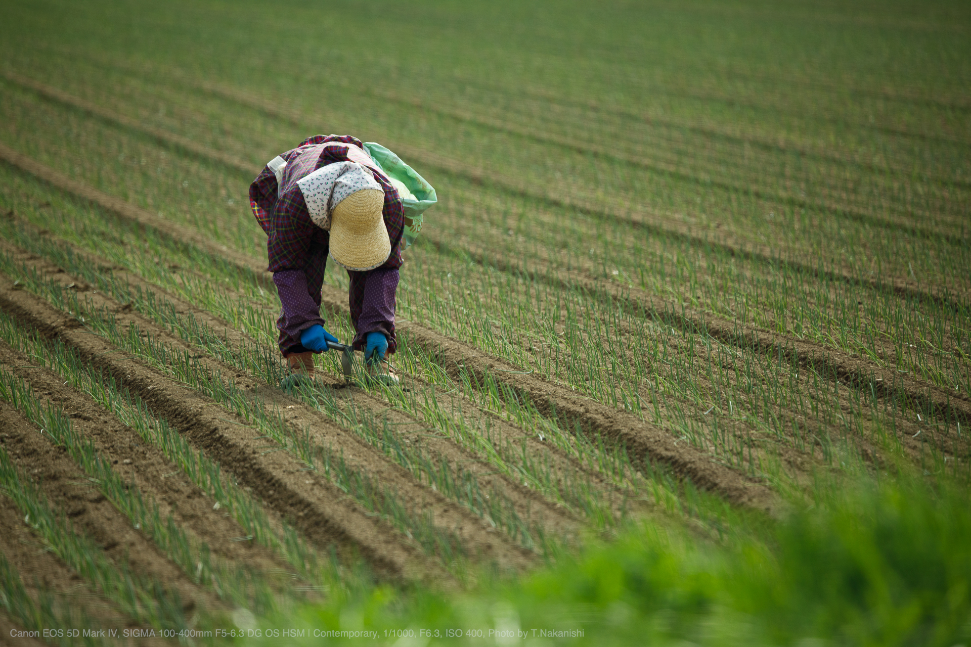 Canon EOS 5D Mark IV, SIGMA 100-400mm F5-6.3 DG OS HSM | Contemporary, 1/1000, F6.3, ISO 400, Photo by T.Nakanishi