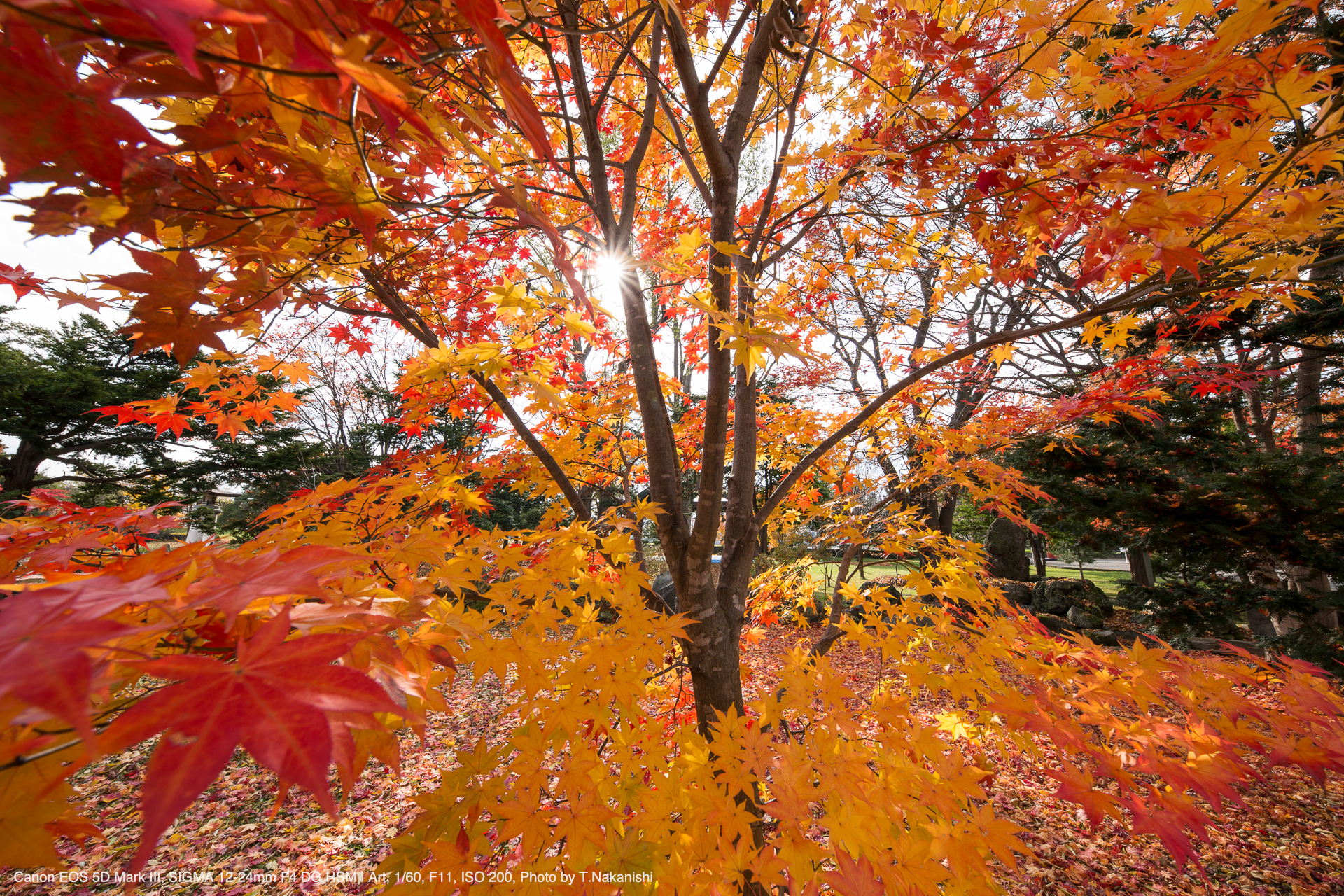 SIGMA（シグマ） 12-24mm F4 DG HSM | Art 実写レビュー | フォトヨドバシ