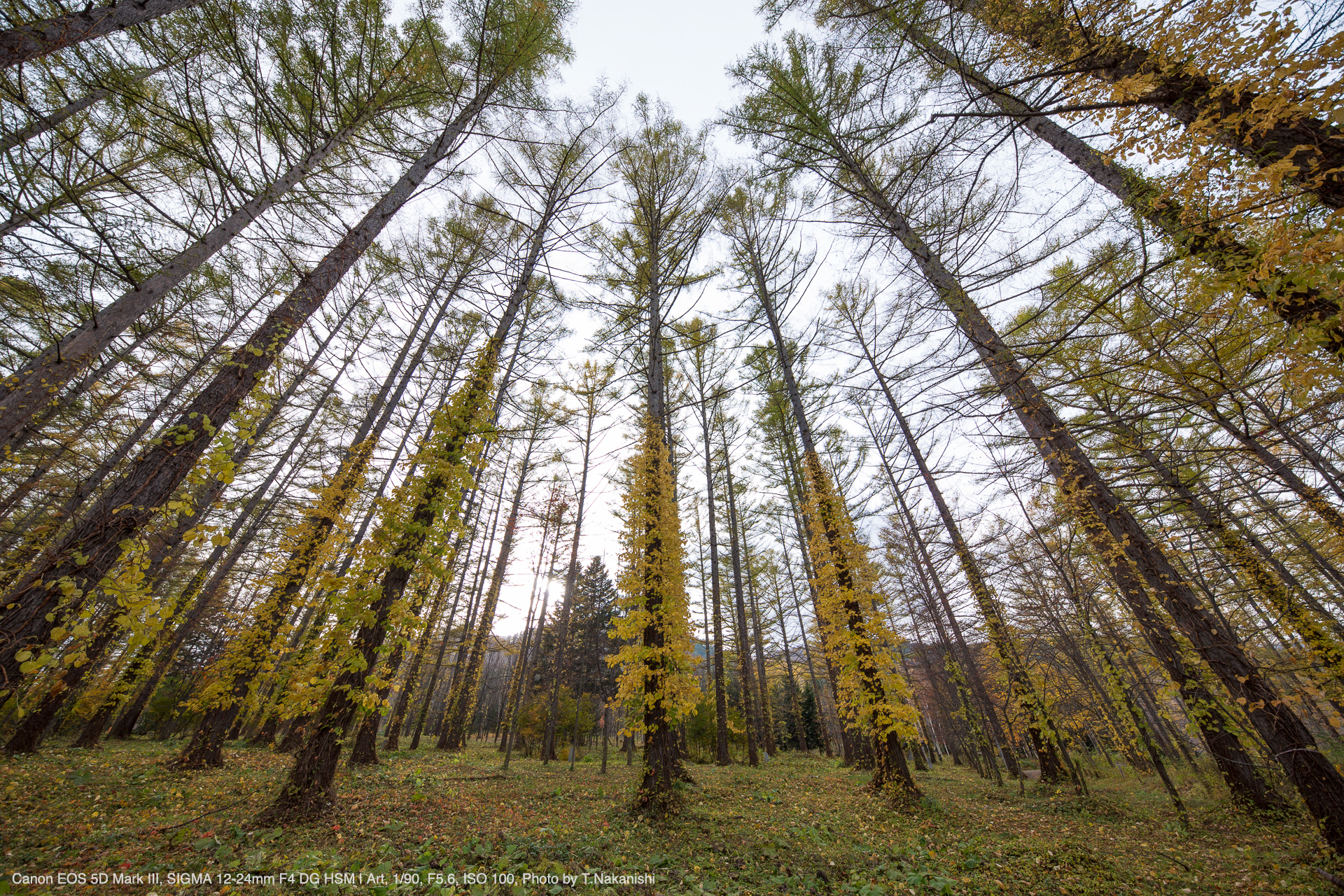 Canon EOS 5D Mark III, SIGMA 12-24mm F4 DG HSM | Art, 1/90, F5.6, ISO 100, Photo by T.Nakanishi