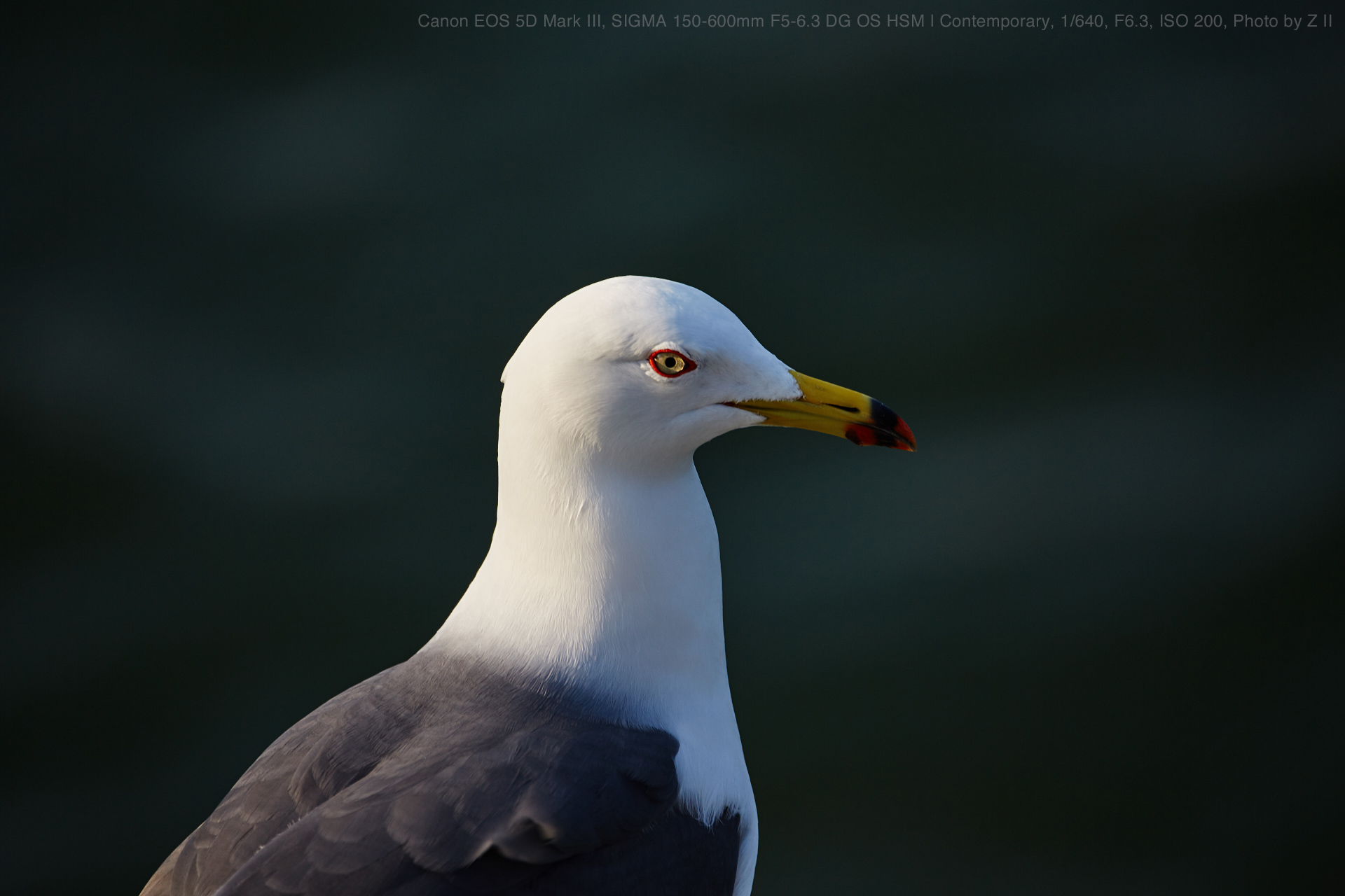 シグマSIGMA 150-600F5-6.3DG OS HSM/C CANON用