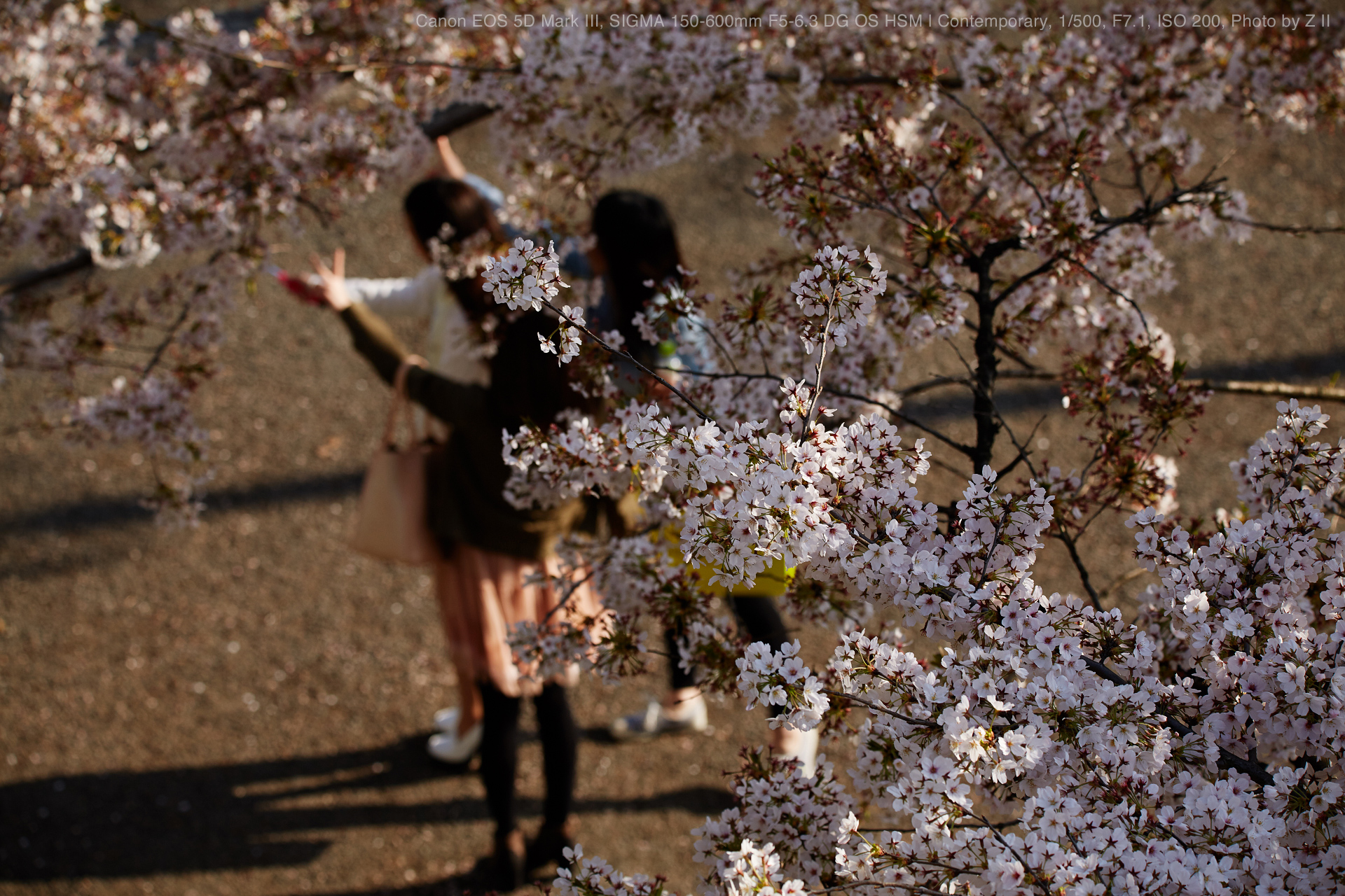 SIGMA（シグマ） 150-600mm F5-6.3 DG OS HSM | Contemporary