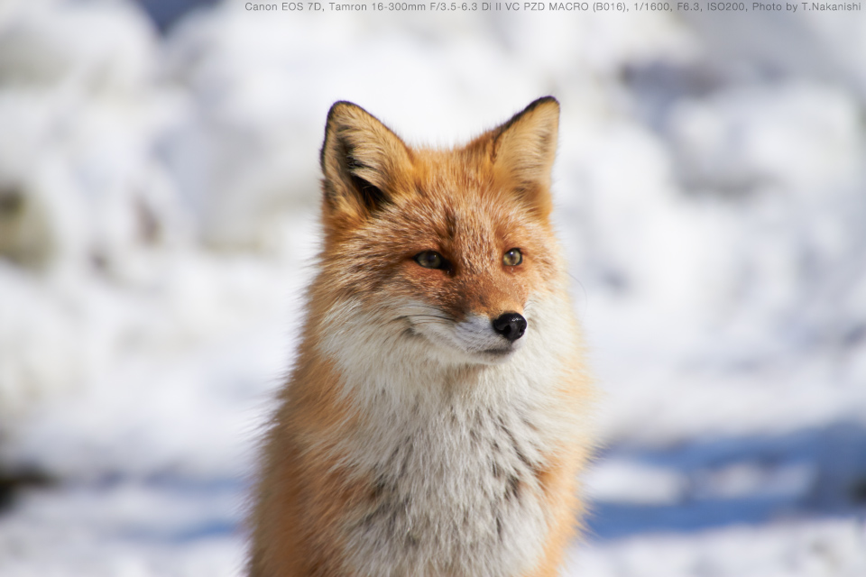 Canon EOS 7D, TAMRON 16-300mm F/3.5-6.3 Di II VC PZD MACRO Model B016, 1/400, F6.3, ISO200, Photo by T.Nakanishi