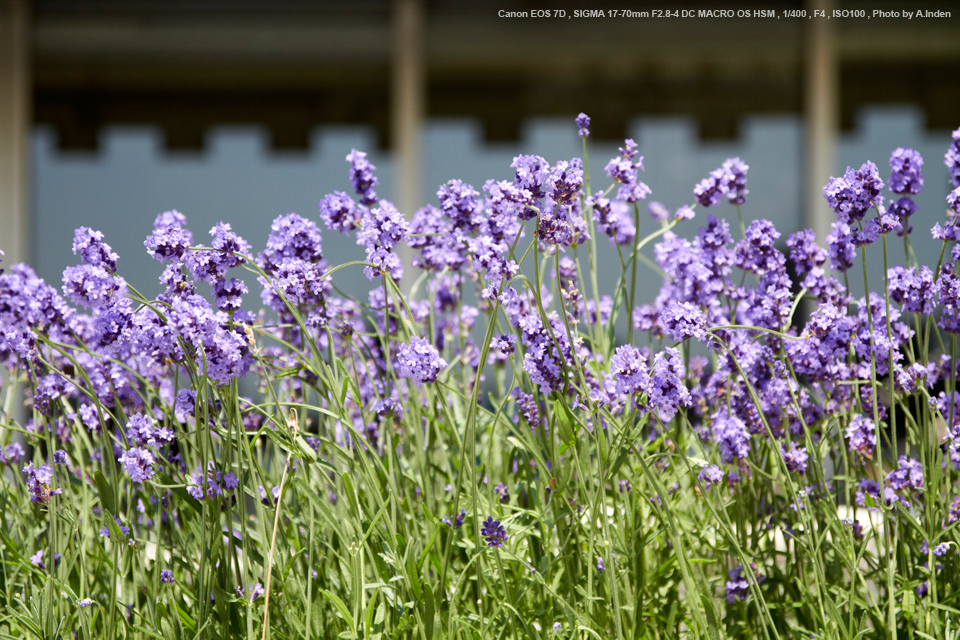 SIGMA17-70mm F2.8-4 DC MACRO OS HSM キヤノン