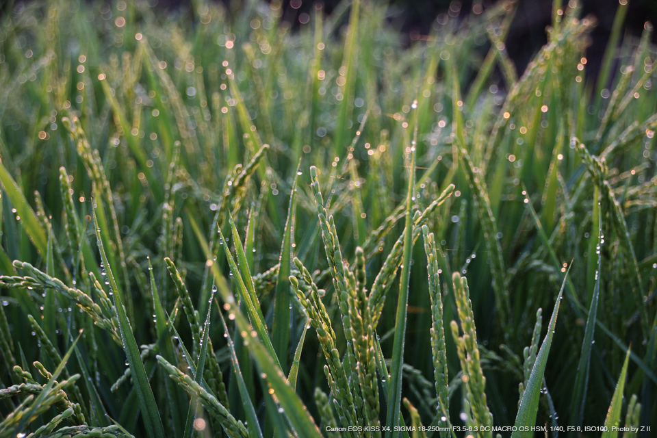 Canon EOS KISS X4, SIGMA 18-250mm F3.5-6.3 DC MACRO OS HSM, 1/40, F5.6, ISO100, Photo by Z II