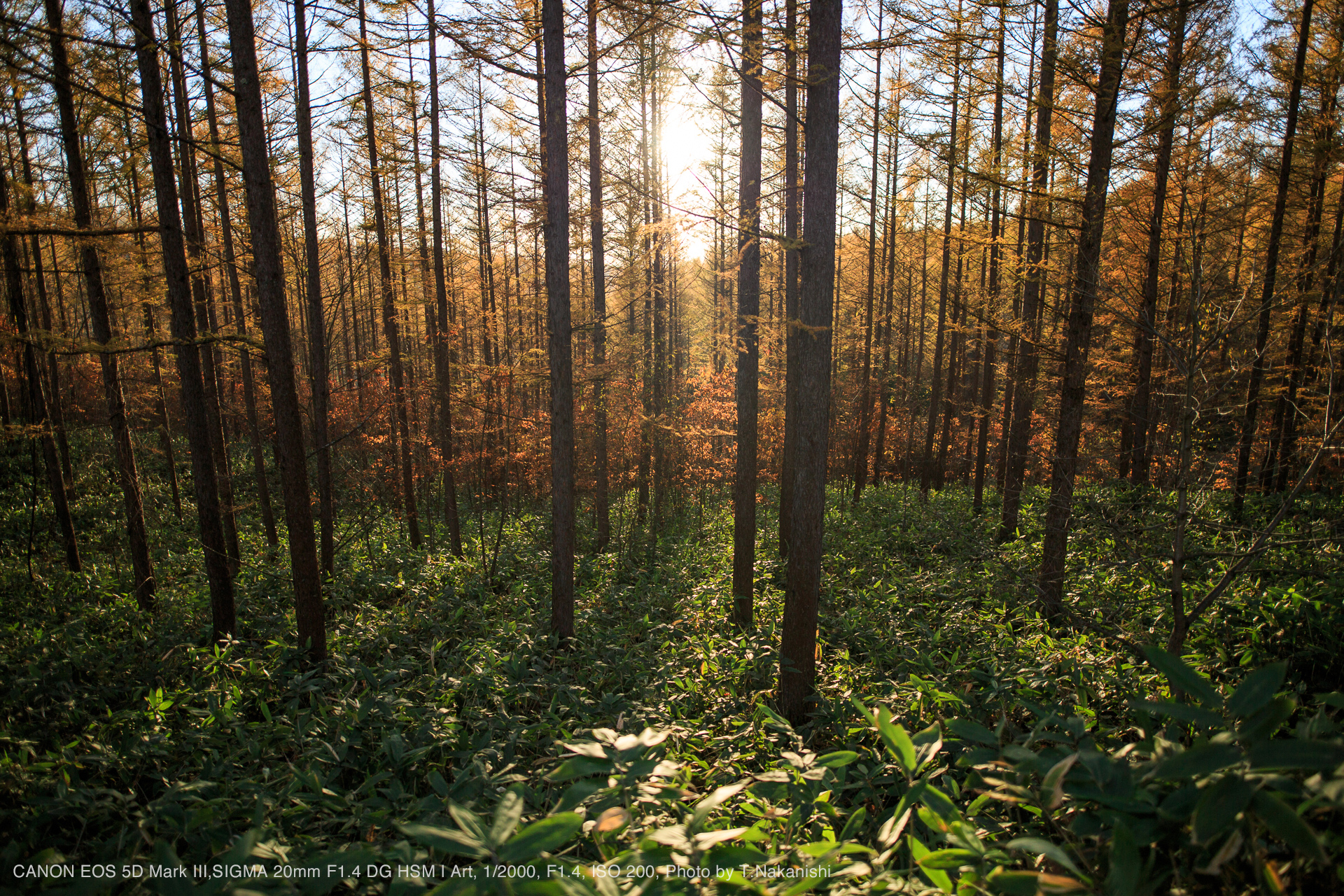 SIGMA 20mm F1.4 DG HSM | Art SHOOTING REPORT | PHOTO YODOBASHI