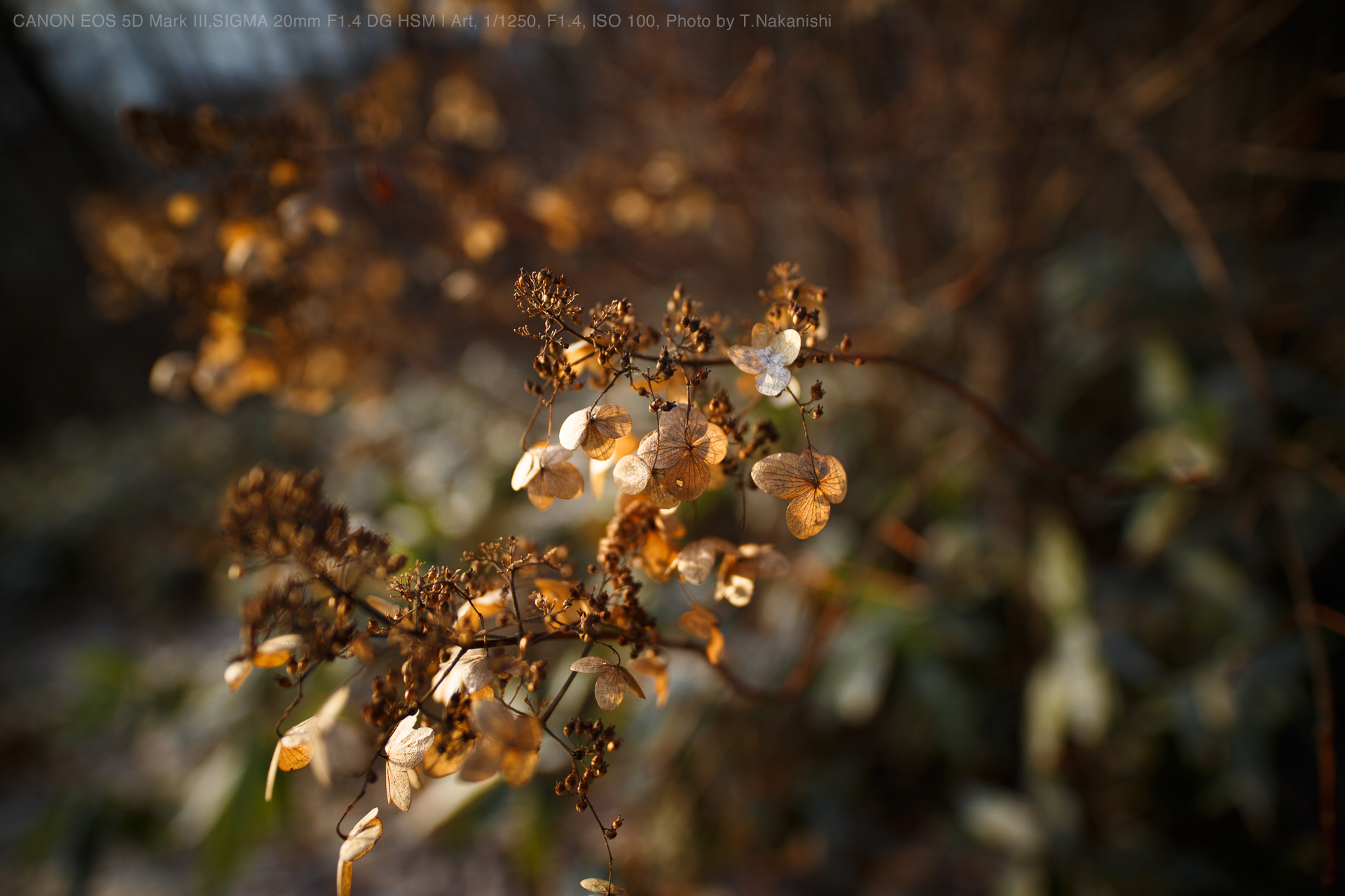 Canon EOS 5D Mark III,SIGMA 20mm F1.4 DG HSM | Art, 1/1250, F1.4, ISO 100, Photo by T.Nakanishi