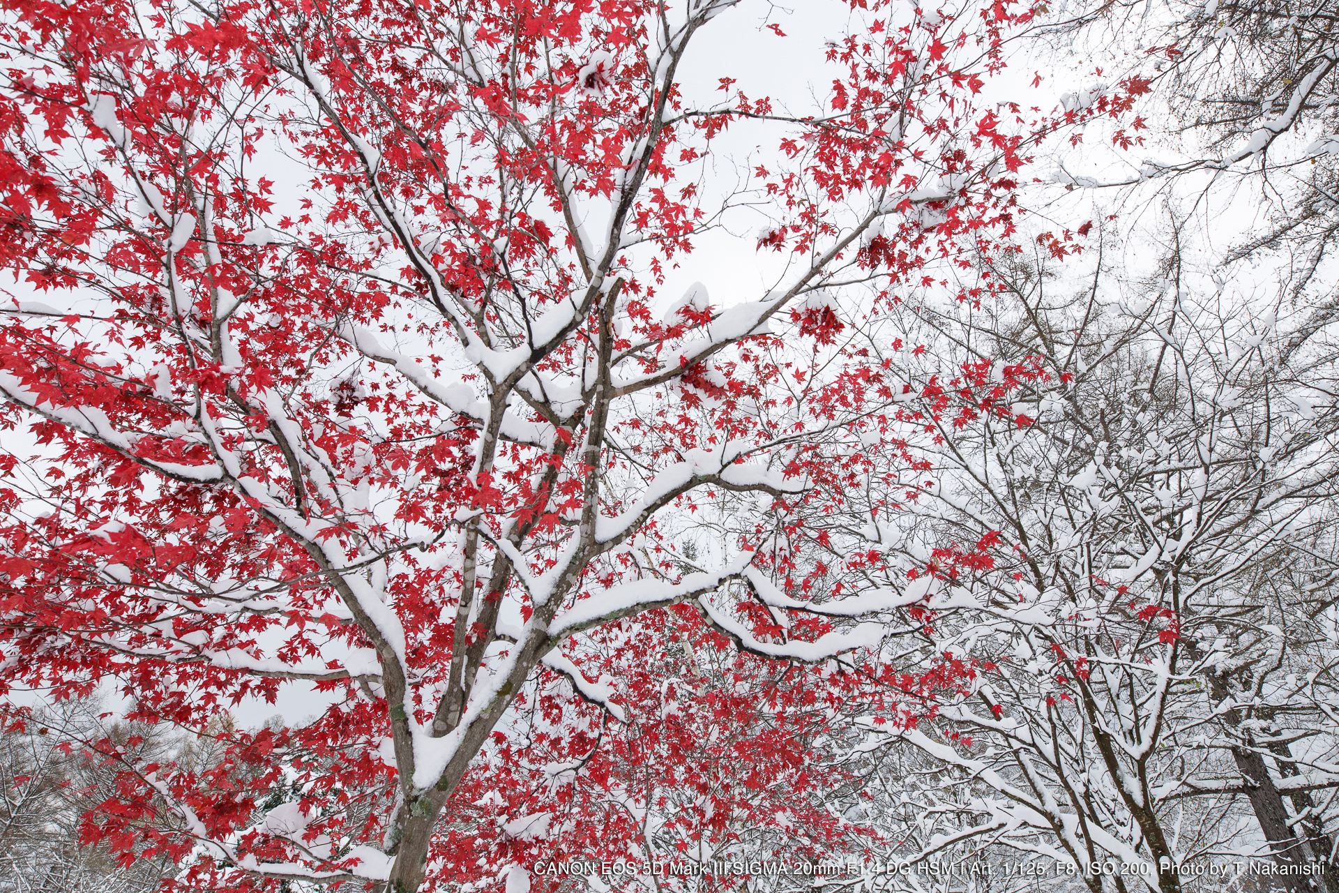 Canon EOS 5D Mark III,SIGMA 20mm F1.4 DG HSM | Art, 1/125, F8, ISO 200, Photo by T.Nakanishi