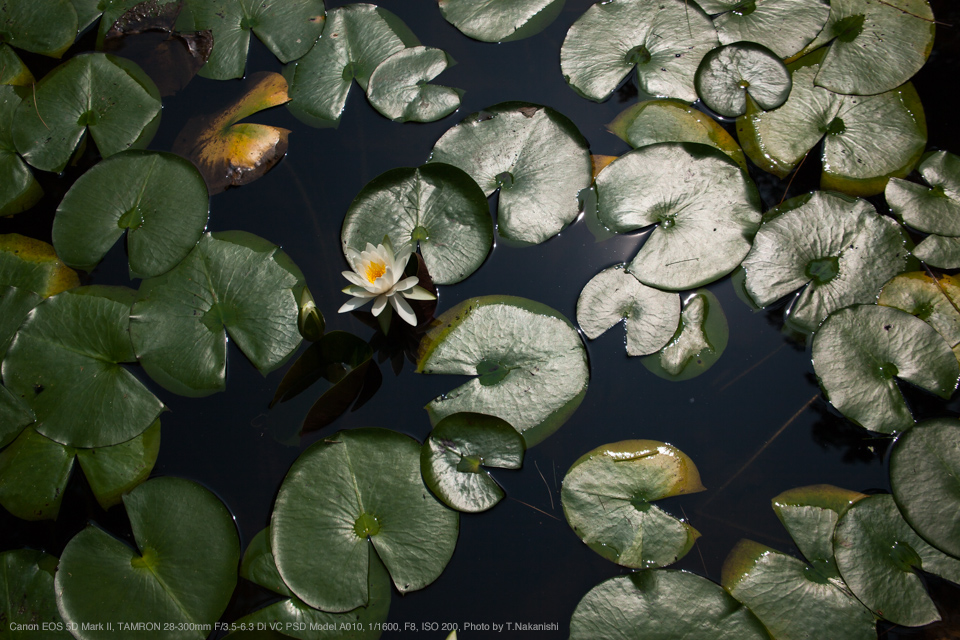 Canon EOS 5D Mark II, TAMRON 28-300mm F/3.5-6.3 Di VC PSD Model A010, 1/1600, F8, ISO 200, Photo by T.Nakanishi