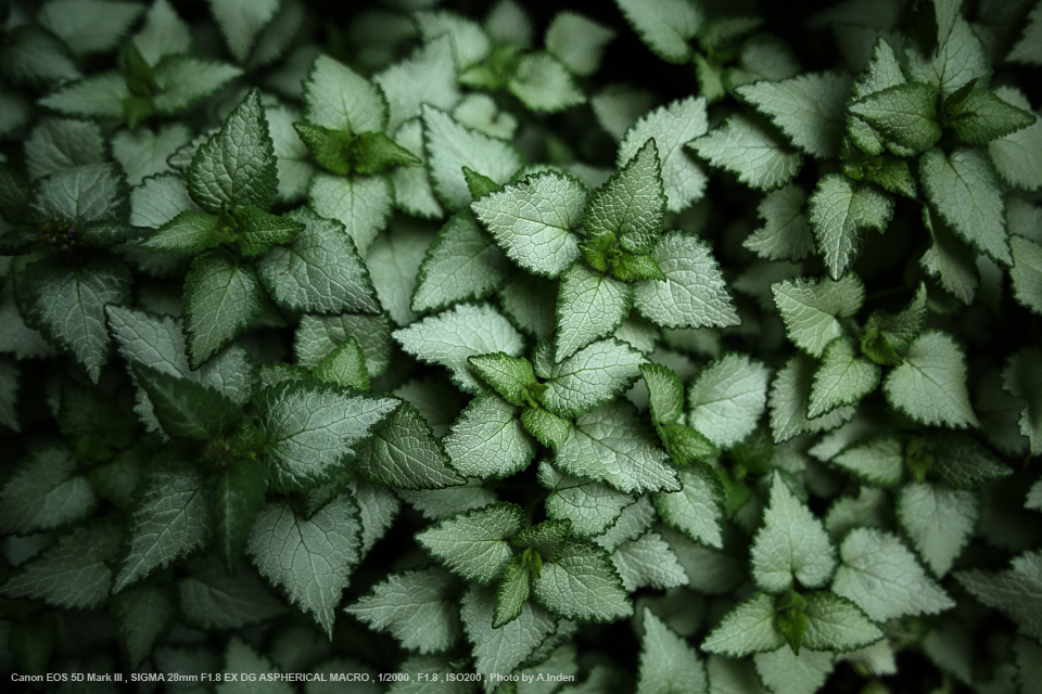 ■ 広角 ソニーAマウント　SIGMA 28mm F1.8 EX DG