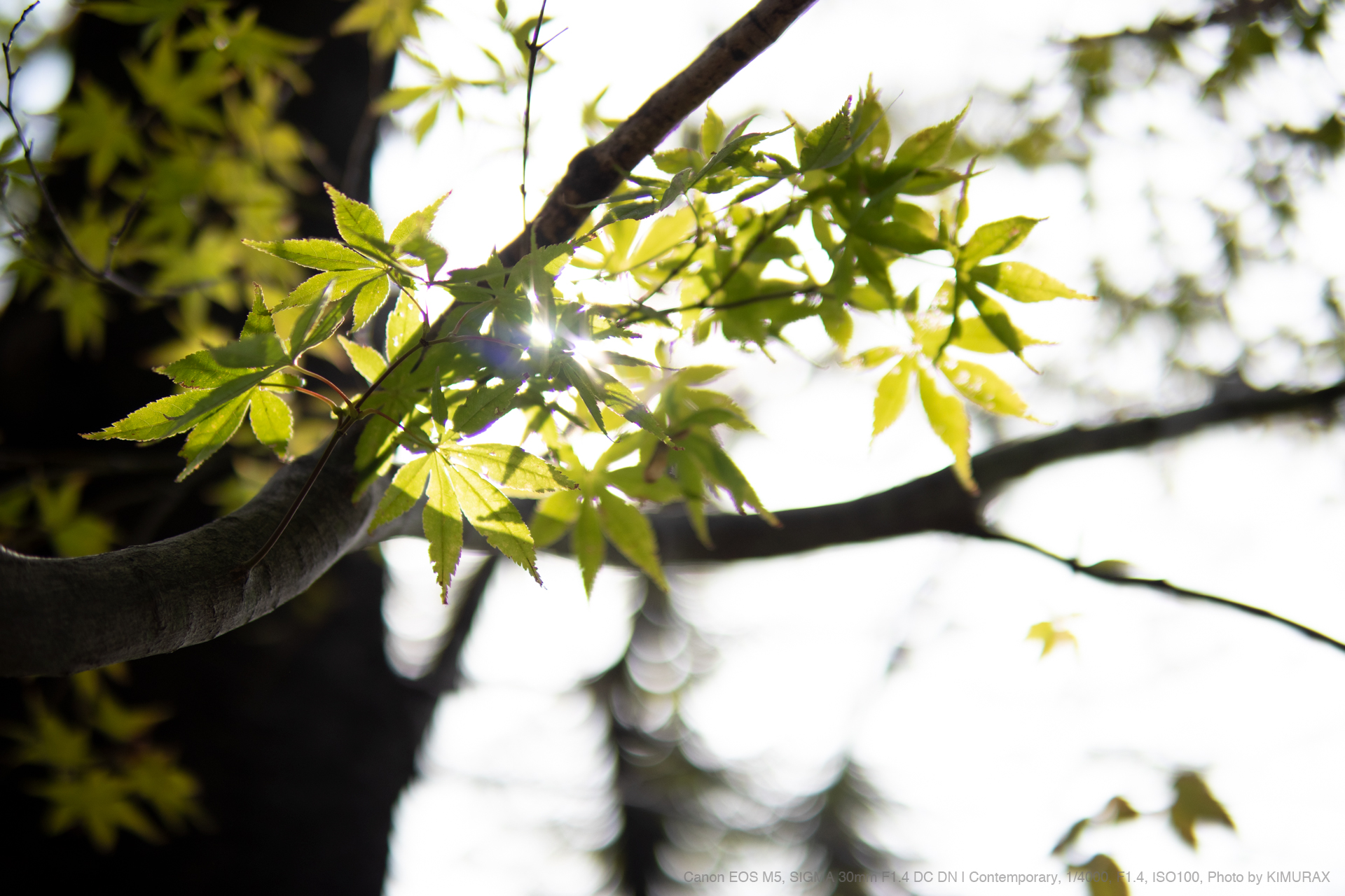 SIGMA（シグマ） 30mm F1.4 DC DN | Contemporary 実写レビュー