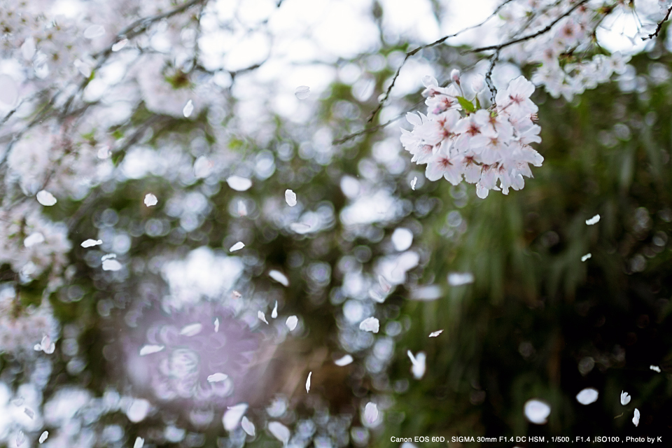 SIGMA 30mm f1.4 Art (Canonマウント) - レンズ(単焦点)