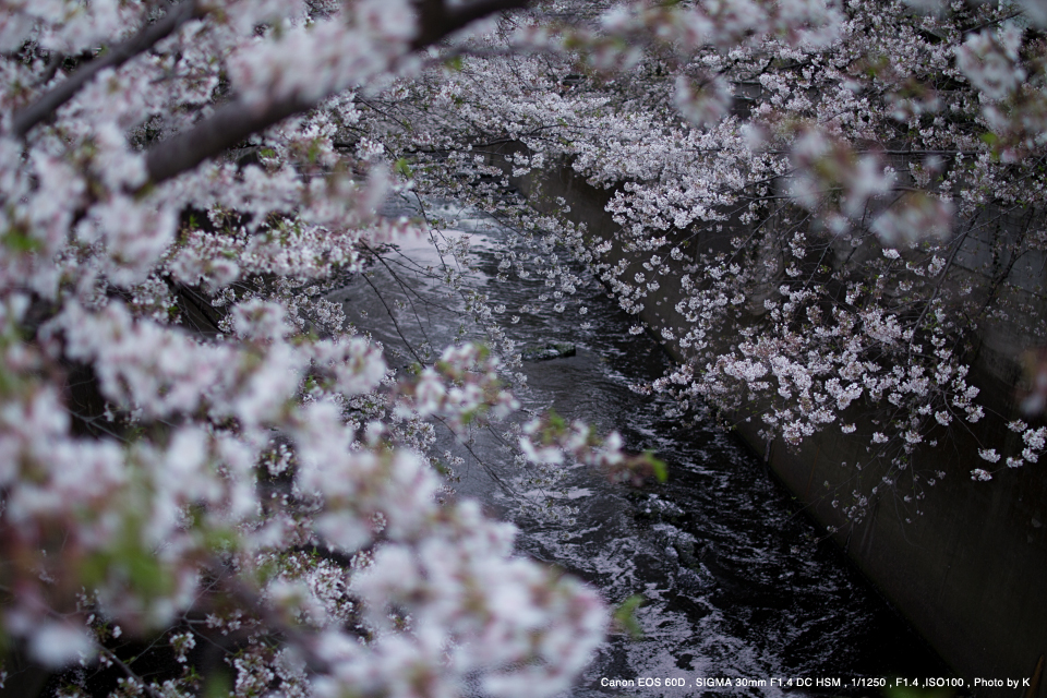 【極美品】SIGMA 30mm F1.4 DC HSM Canon EF-S