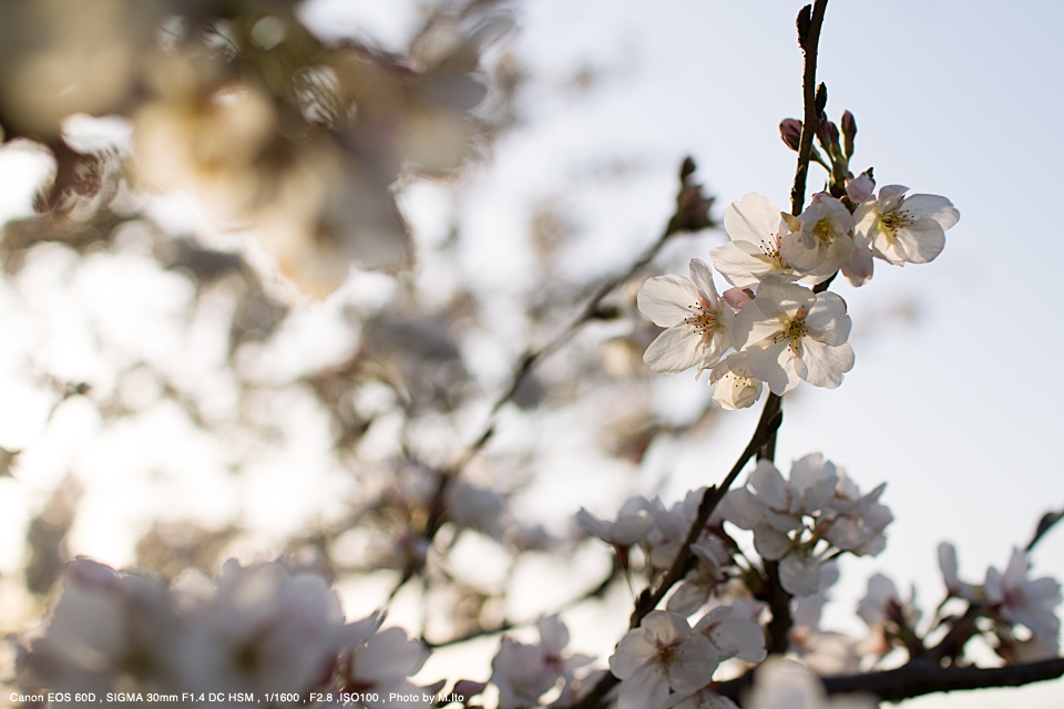 SIGMA 30mm F1.4 DC HSM Canon EF-Sマウント