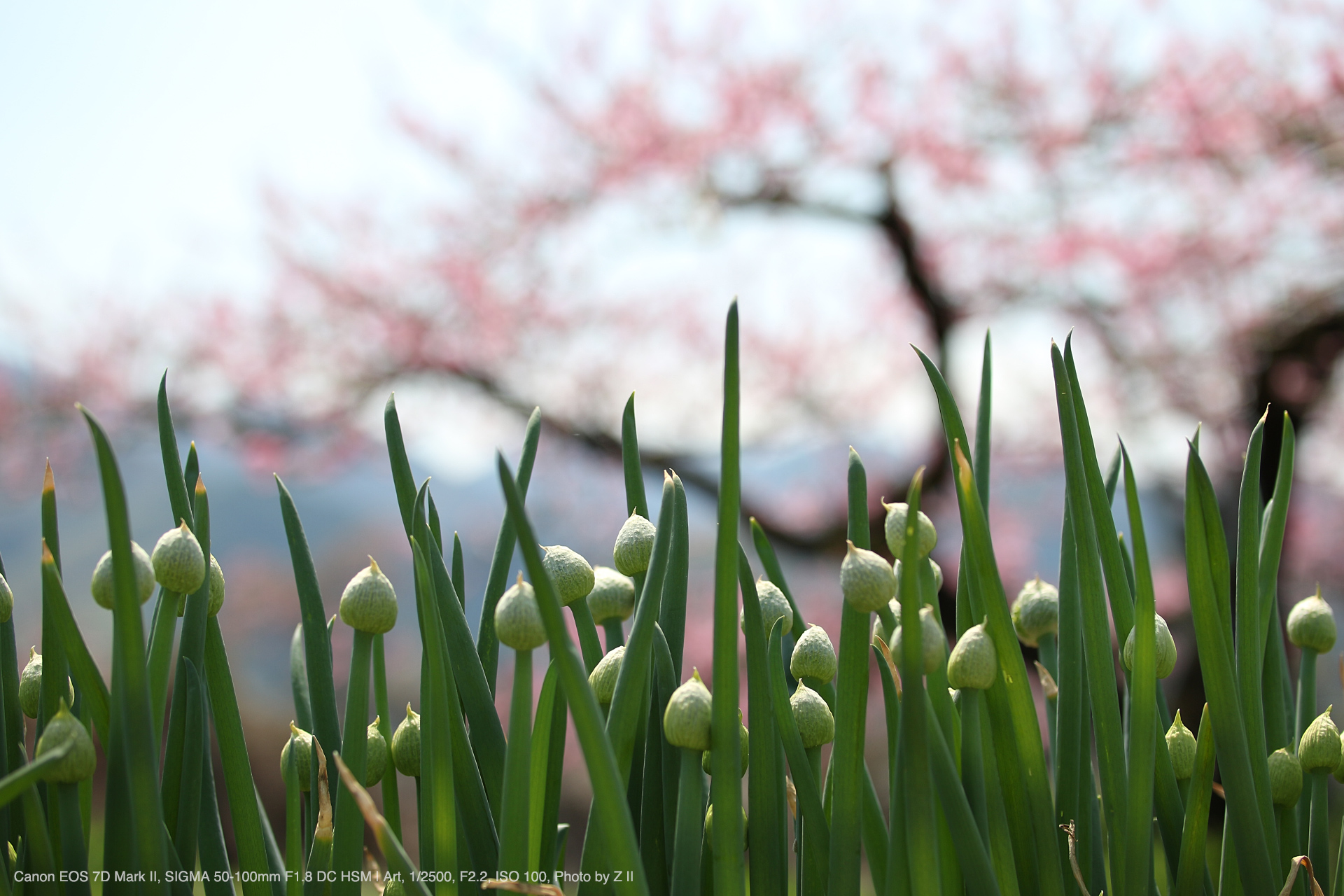 Canon EOS 7D Mark II, SIGMA 50-100mm F1.8 DC HSM | Art, 1/2500, F2.2, ISO 100, Photo by Z II