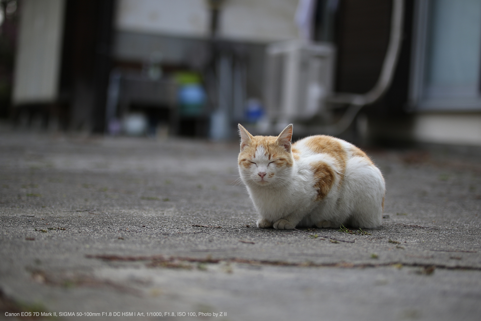 SIGMA（シグマ） 50-100mm F1.8 DC HSM Art 実写レビュー