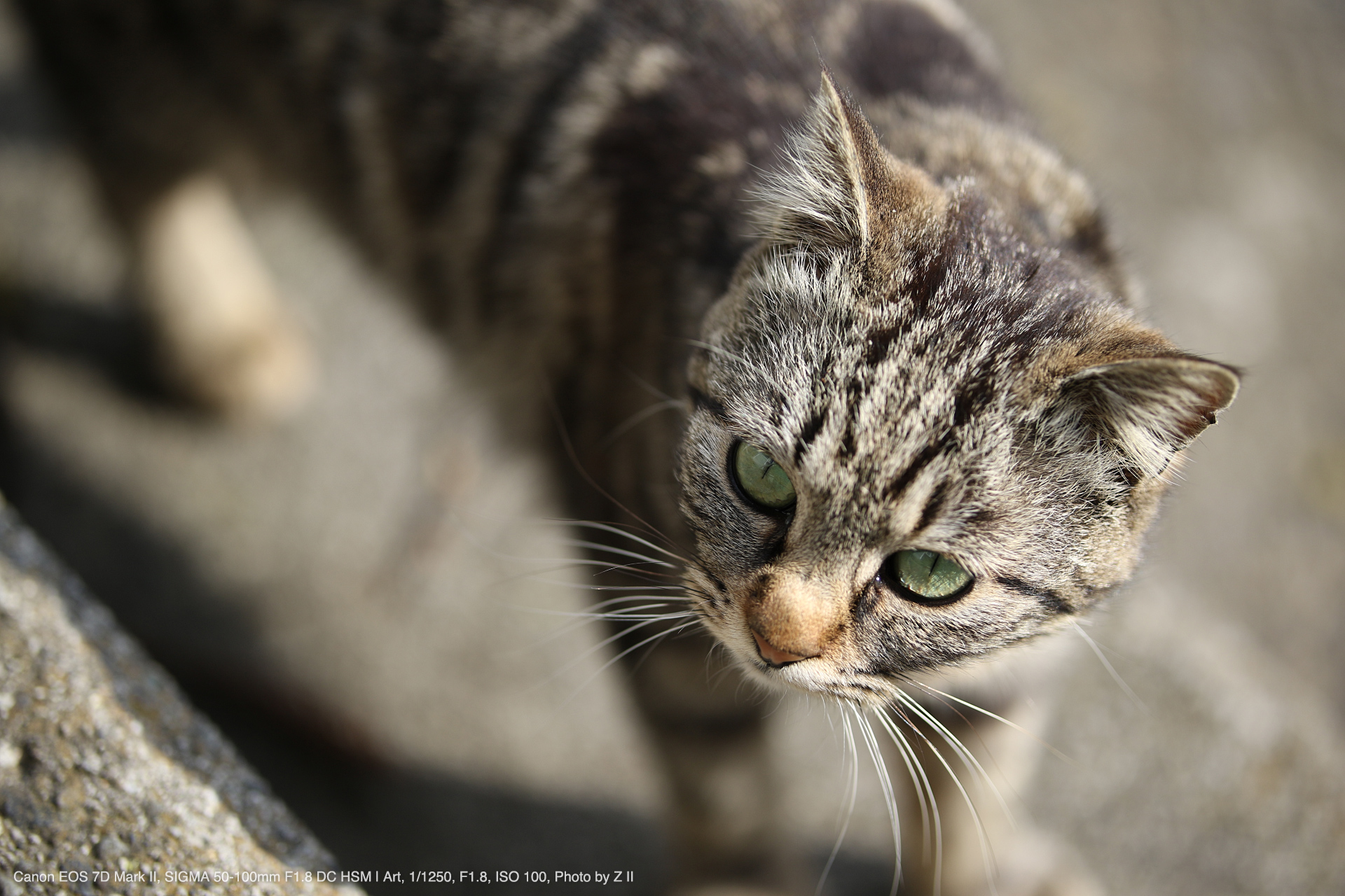 SIGMA 50-100mm F1.8 DC HSM CANON用