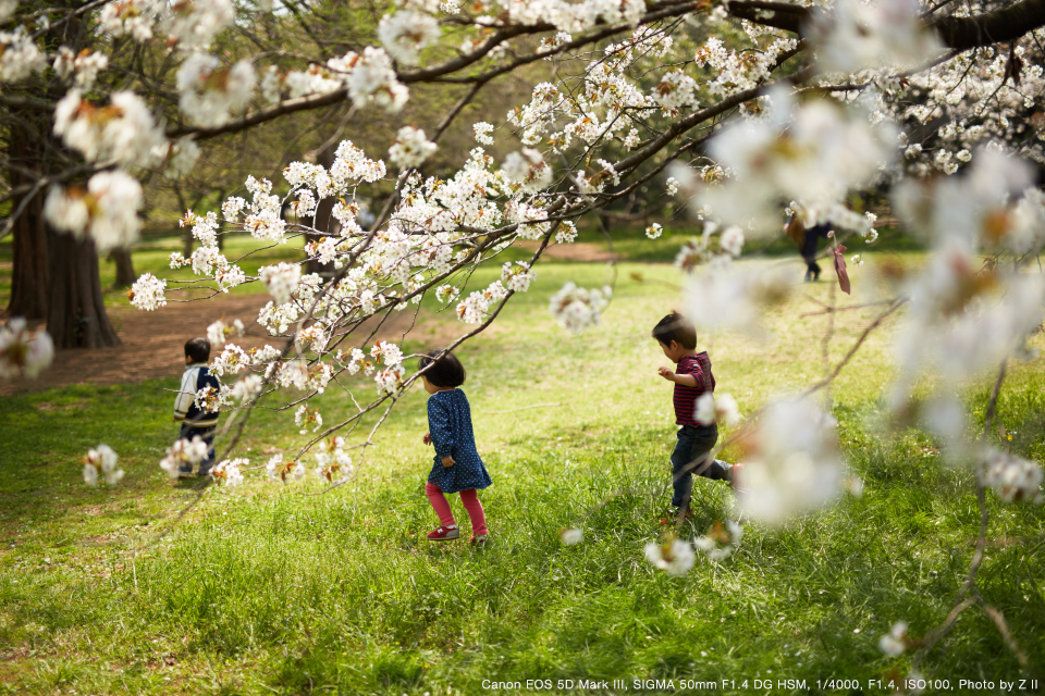 SIGMA（シグマ） 50mm F1.4 EX DG HSM 実写レビュー | フォトヨドバシ