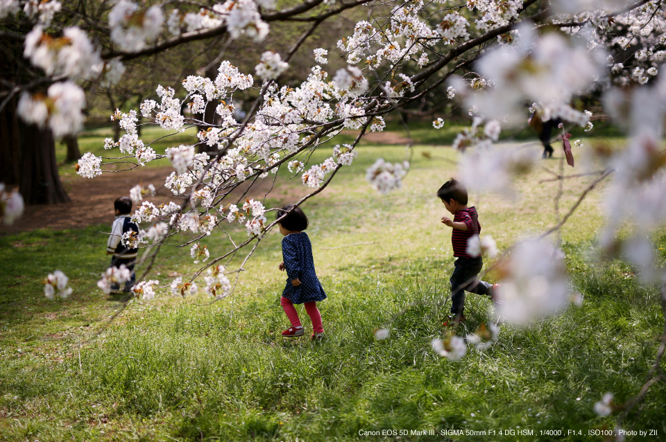 シグマ SIGMA 50mm F1.4 DG HSM Art Canon