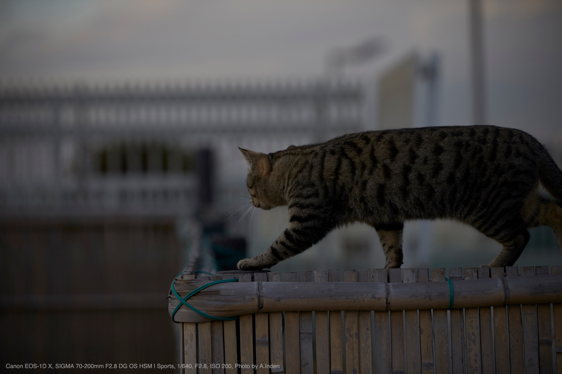 シグマ 70-200mm F2.8 DG OS HSM Sports キャノン