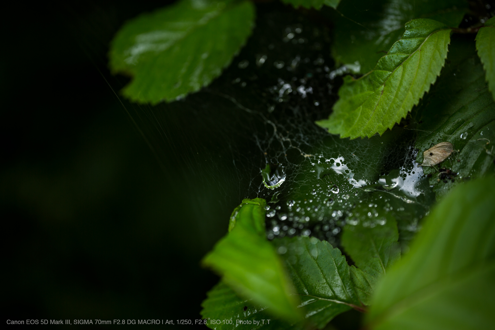 SIGMA（シグマ） 70mm F2.8 DG MACRO | Art 実写レビュー | フォトヨドバシ