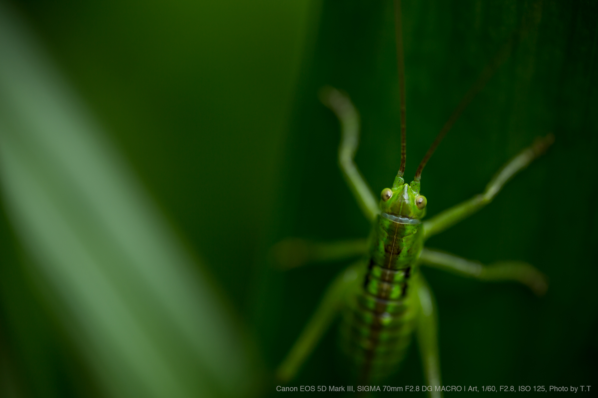 SIGMA（シグマ） 70mm F2.8 DG MACRO | Art 実写レビュー | フォトヨドバシ