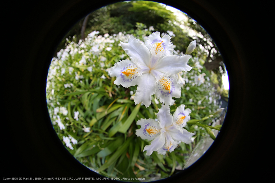 SIGMA（シグマ） 8mm F3.5 EX DG CIRCULAR FISHEYE 実写レビュー