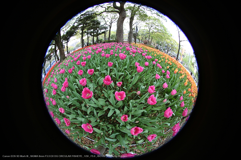 SIGMA 単焦点魚眼レンズ 8mm F3.5 EX DG CIRCULAR FISHEYE キヤノン用