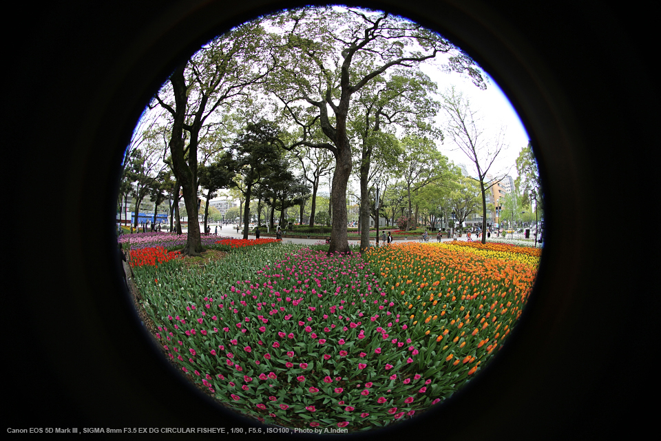 SIGMA（シグマ） 8mm F3.5 EX DG CIRCULAR FISHEYE 実写レビュー