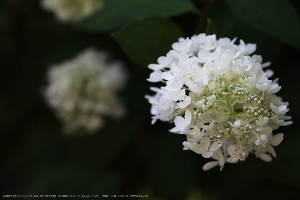 キャノン用 SIGMA 50-150mm F2.8 APO DC HSMキャノン用 - レンズ(ズーム)