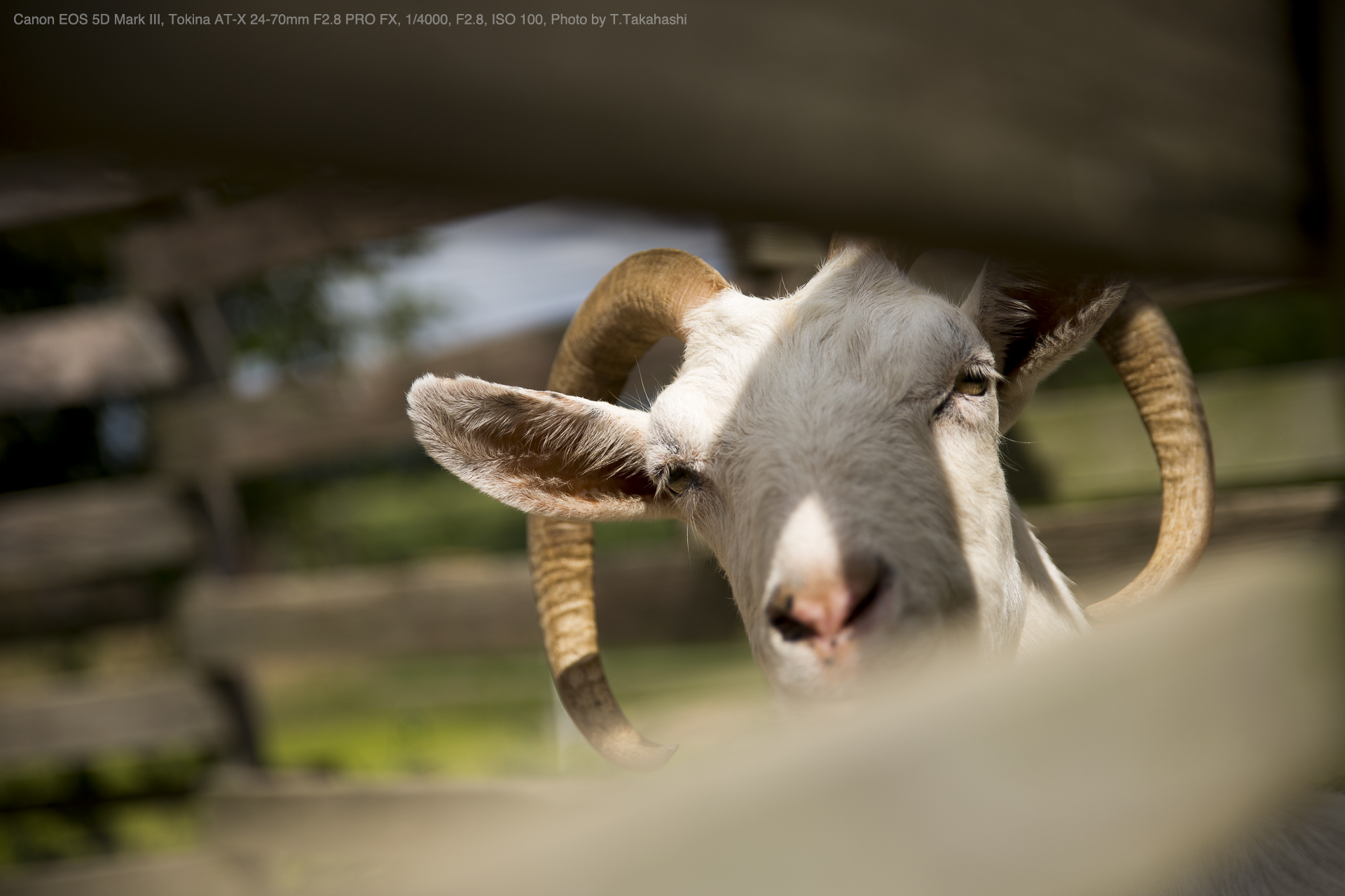 Canon EOS 5D Mark III, Tokina AT-X 24-70mm F2.8 PRO FX, 1/4000, F2.8, ISO 100, Photo by T.Takahashi