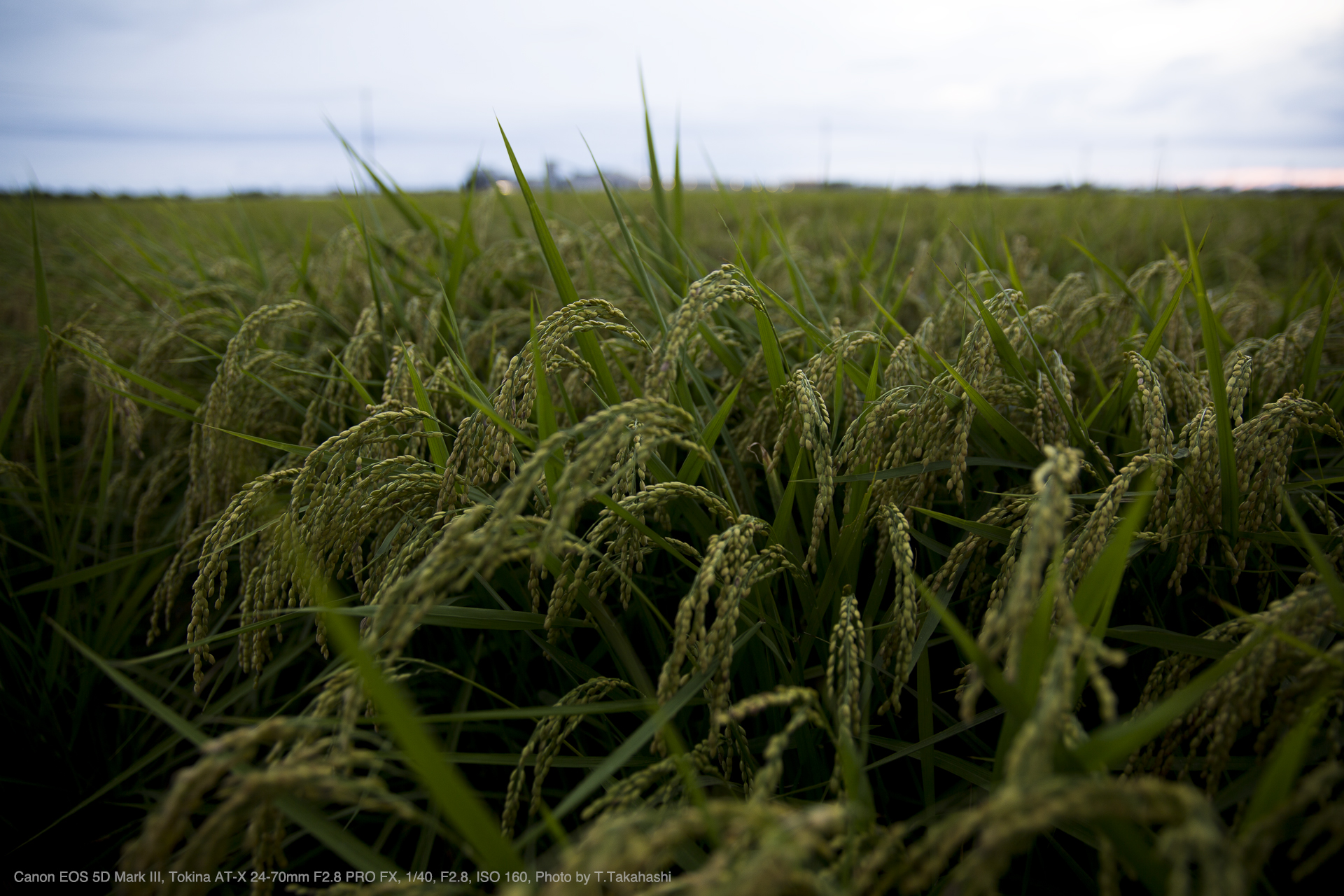 Canon EOS 5D Mark III, Tokina AT-X 24-70mm F2.8 PRO FX, 1/40, F2.8, ISO 160, Photo by T.Takahashi