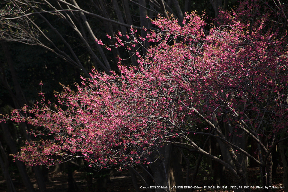 Canon（キヤノン） EF100-400mm F4.5-5.6L IS USM 実写レビュー ...