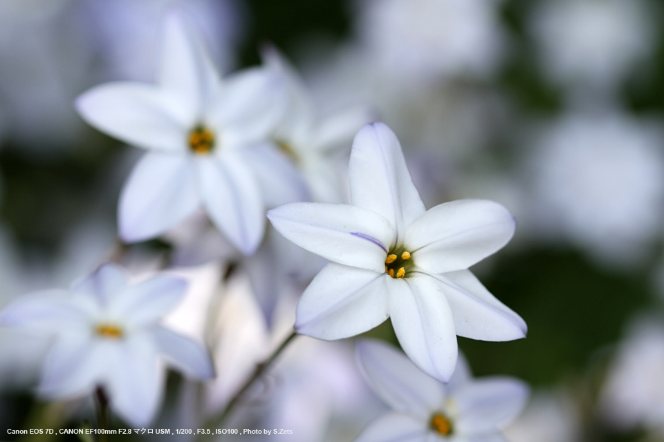 CANON EF 100mm F2.8 マクロ USM