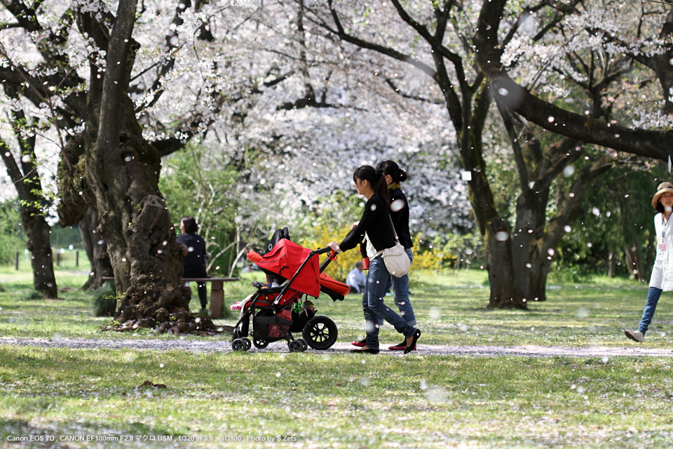 Canon（キヤノン） EF100mm F2.8 マクロ USM 実写レビュー | フォト