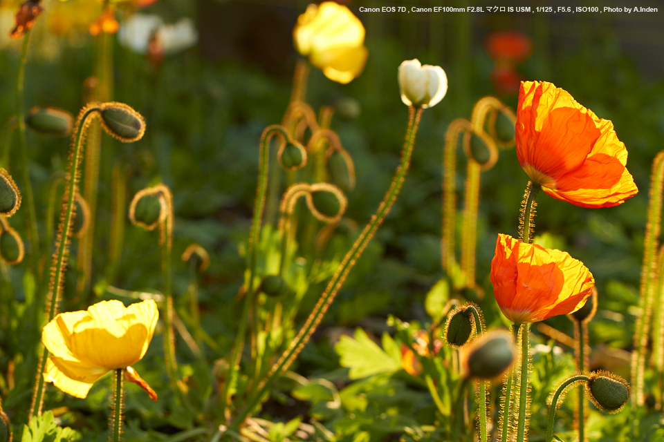 Canon 単焦点マクロレンズ EF100mm F2.8L マクロ IS USM