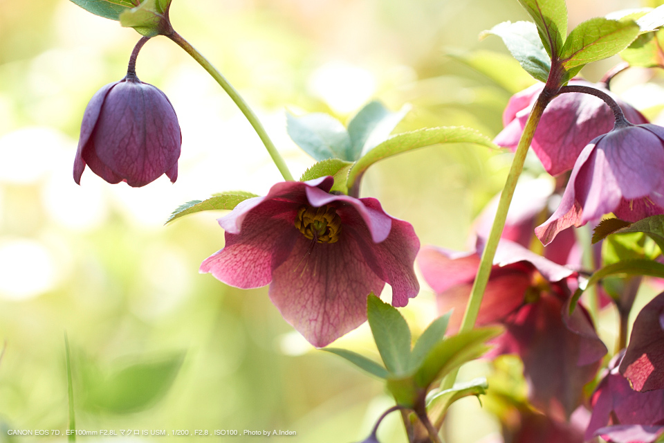 Canon（キヤノン） EF100mm F2.8L マクロ IS USM 実写レビュー ...