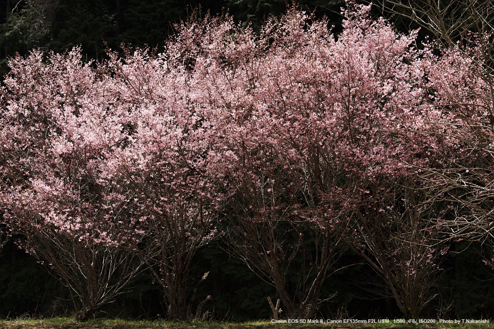 Canon EF135mm F2L USM