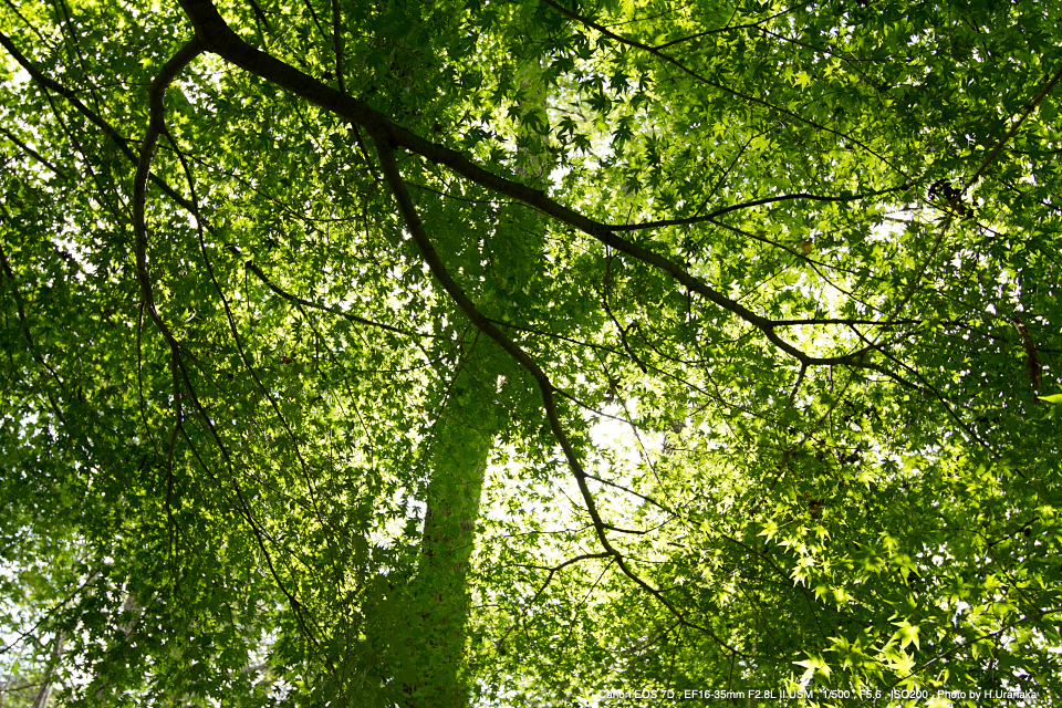 【II型】CANON EF 16-35mm F2.8L II USM