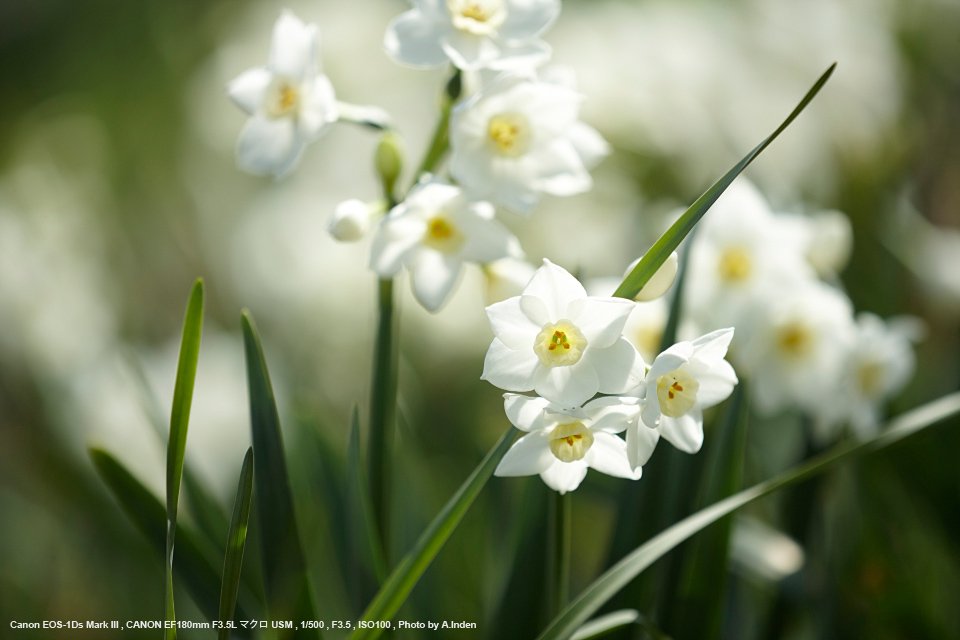 Canon（キヤノン） EF180mm F3.5L マクロ USM 実写レビュー