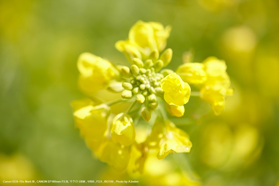 Canon（キヤノン） EF180mm F3.5L マクロ USM 実写レビュー