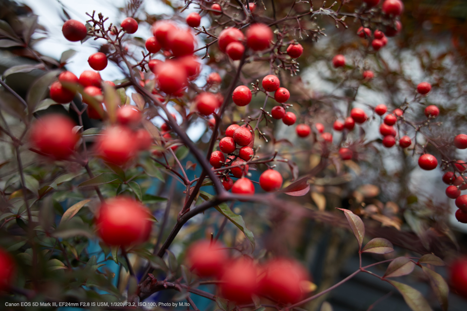 Canon EOS 5D Mark III, EF24mm F2.8 IS USM, 1/320, F3.2, ISO 100, Photo by M.Ito