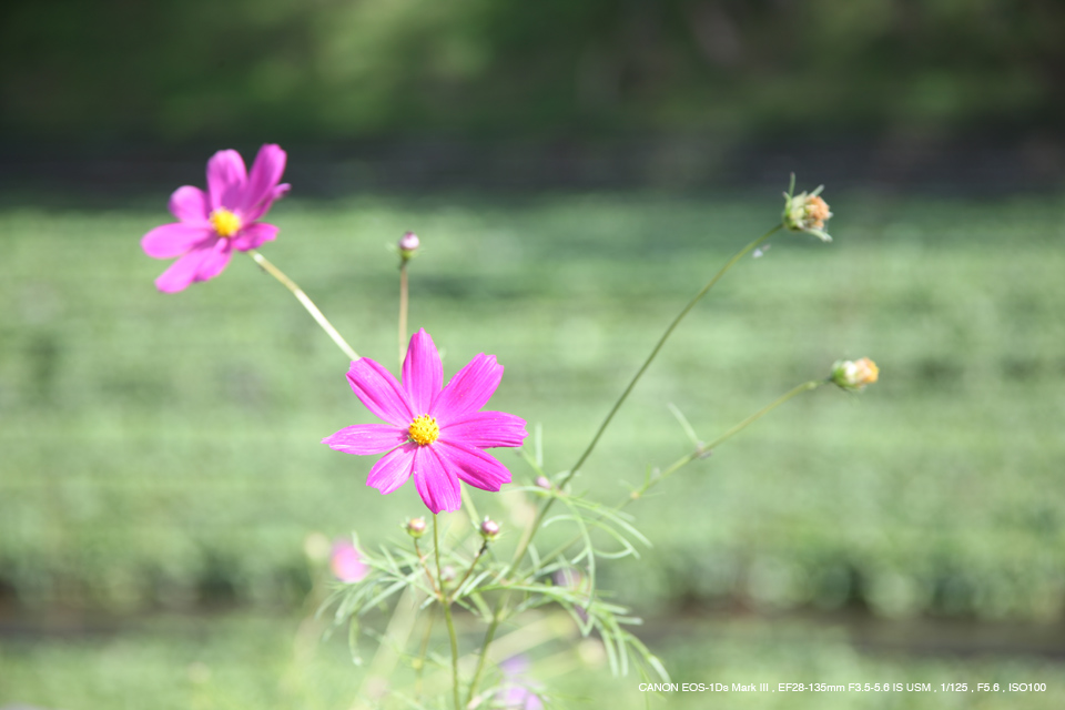 Canon EF28-135F3.5-5.6 IS