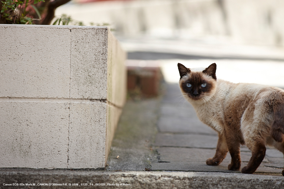 Canon EF300mm F4 L IS USM