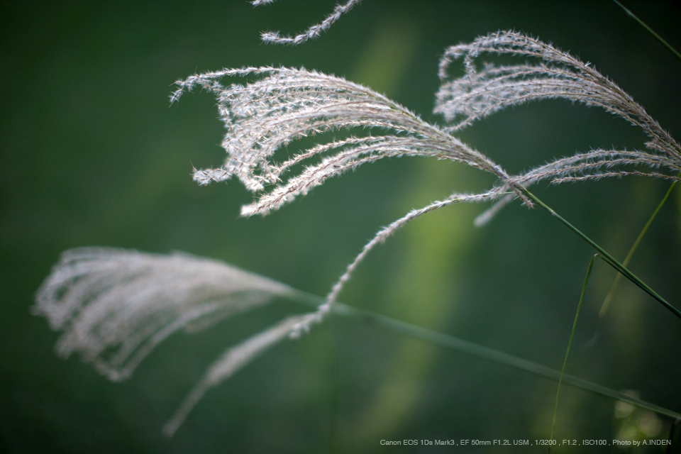 Canon（キヤノン） EF50mm F1.2L USM 実写レビュー | フォトヨドバシ