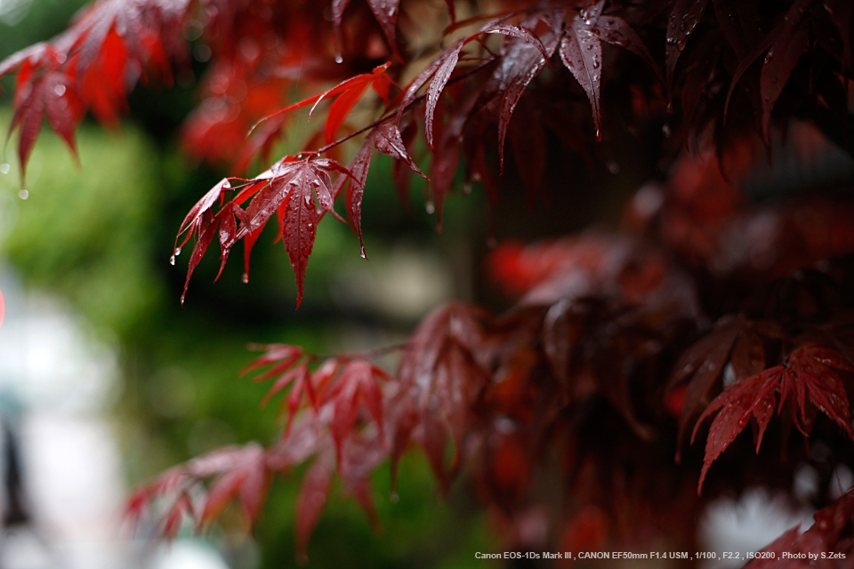 Canon EF 50mm F1.4 USM(単焦点レンズ)