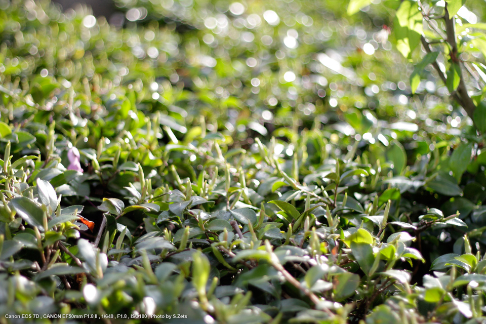 おすすめ☆単焦点☆キャノン  Canon EF50mm F1.8 ii