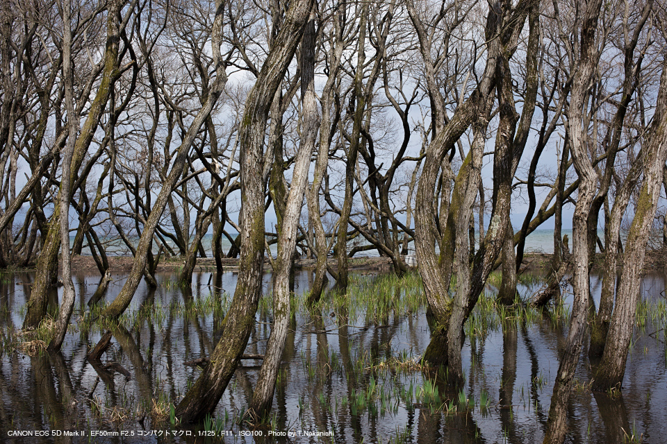 Canon（キヤノン） EF50mm F2.5 コンパクトマクロ 実写レビュー