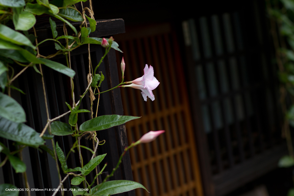 Canon（キヤノン） EF85mm F1.8 USM 実写レビュー | フォトヨドバシ