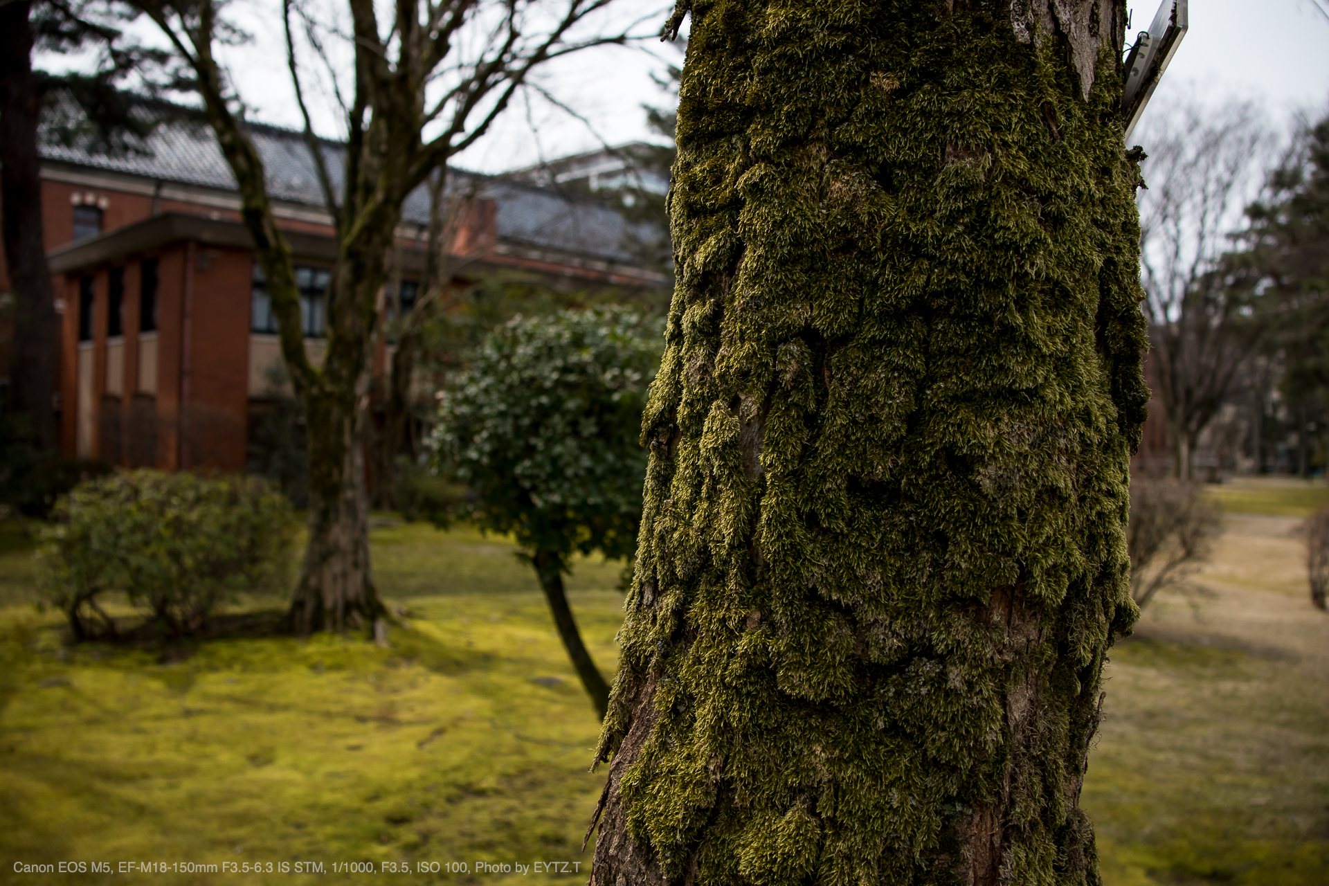 Canon EOS M5, EF-M18-150mm F3.5-6.3 IS STM, 1/1000, F3.5, ISO 100, Photo by EYTZ.T