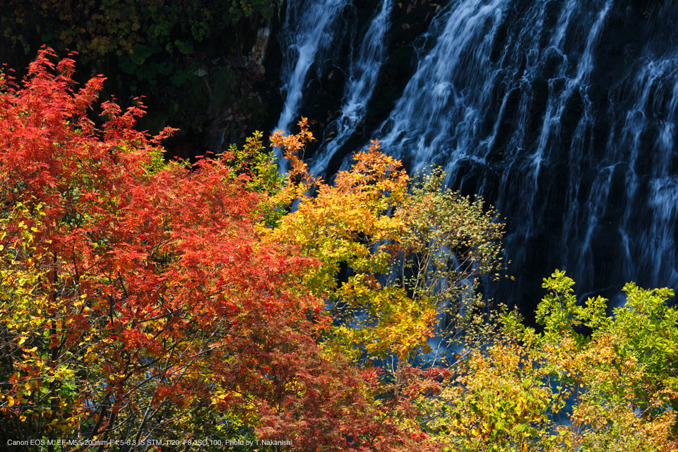 Canon（キヤノン） EF-M55-200mm F4.5-6.3 IS STM 実写レビュー